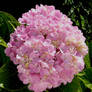 Hydrangeas 2 - Hortensia