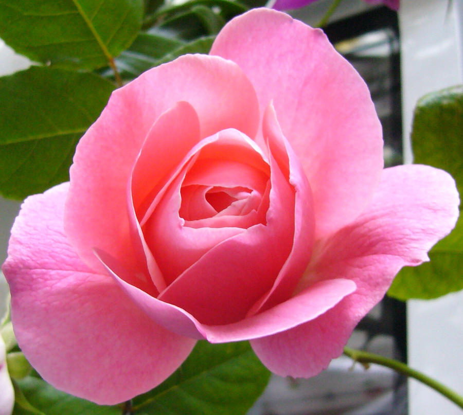 Pink rose