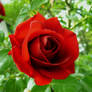 Red Rose