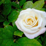 Pale pink Rose 2
