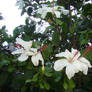 White Hibiscus