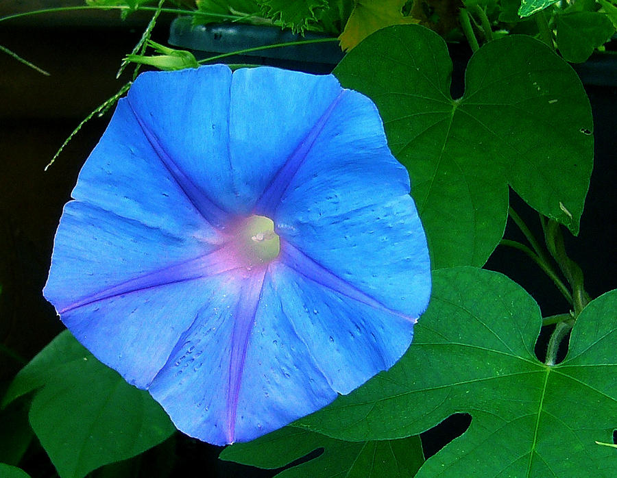 Blue Morning Glory Aoi Asagao By Kisaragichiyo On Deviantart Blue Morning Glory Aoi Asagao By Kisaragichiyo On Deviantart