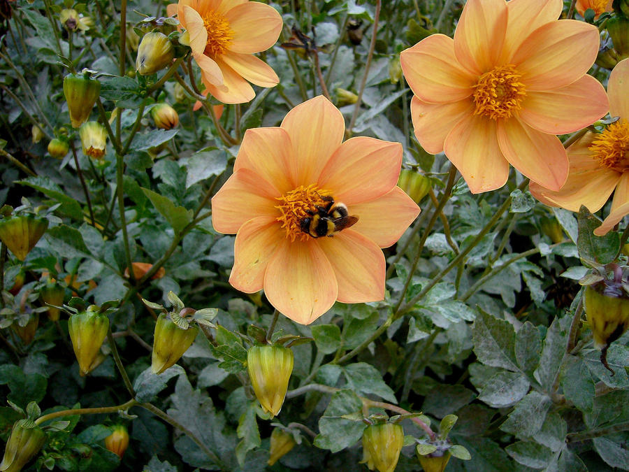 Orange Dahlias