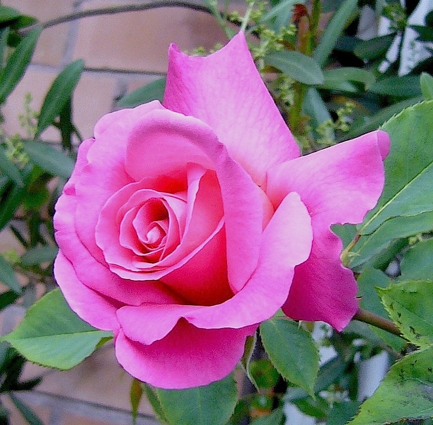 Pink Rose 3