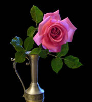 My Rose