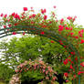 Rose archway 2