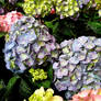 Hydrangeas 9 - Hortensia