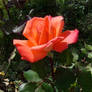 Sunny Rose 3