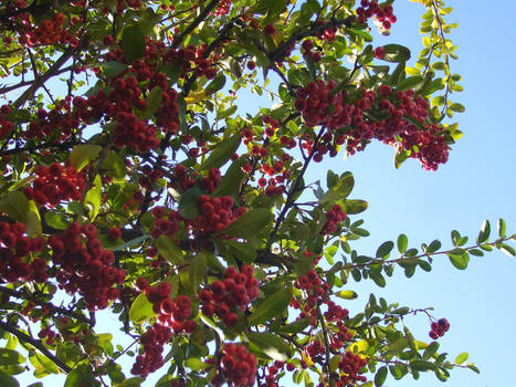 Red Berries 4