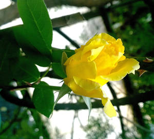 My Yellow Rose 4