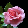 My Pink Rose