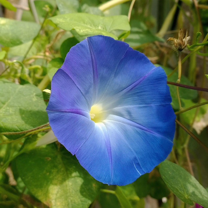 Aoi Asagao Blue Morning Glory 2 By Kisaragichiyo On Deviantart Aoi Asagao Blue Morning Glory 2 By Kisaragichiyo On Deviantart