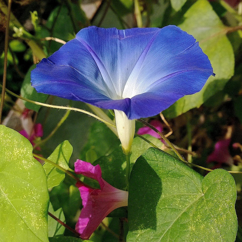 Aoi Asagao Blue Morning Glory 5 By Kisaragichiyo On Deviantart Aoi Asagao Blue Morning Glory 5 By Kisaragichiyo On Deviantart