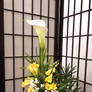 Messenger of spring Ikebana