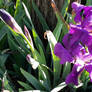 Purple Ayame - Iris