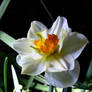 My Narcissus 2