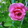 Pink Rose in my garden