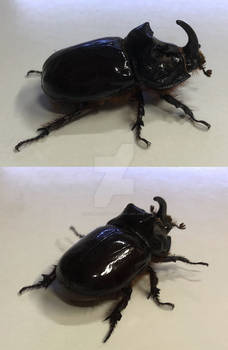 Beetle - Kabutomush