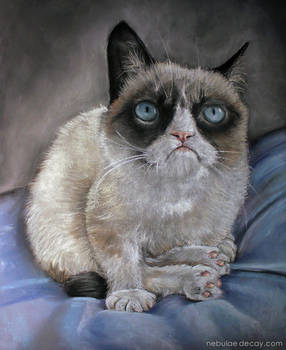 Grumpy Cat