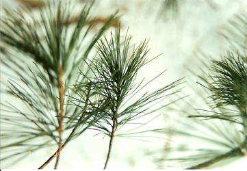 Pine Tree