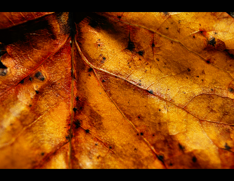 leaf 2