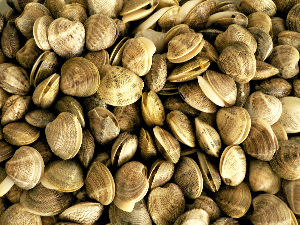 Alive Shell Wild Alive Shells by GiRL-Ai on DeviantArt