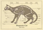 Cat Skeleton Diagram