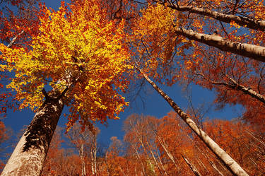 autumn forest II