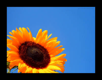 Sunflower 2