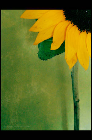 Sunflower 4 by Justynka