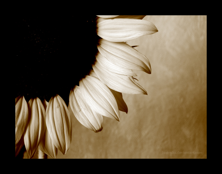 Sunflower 5