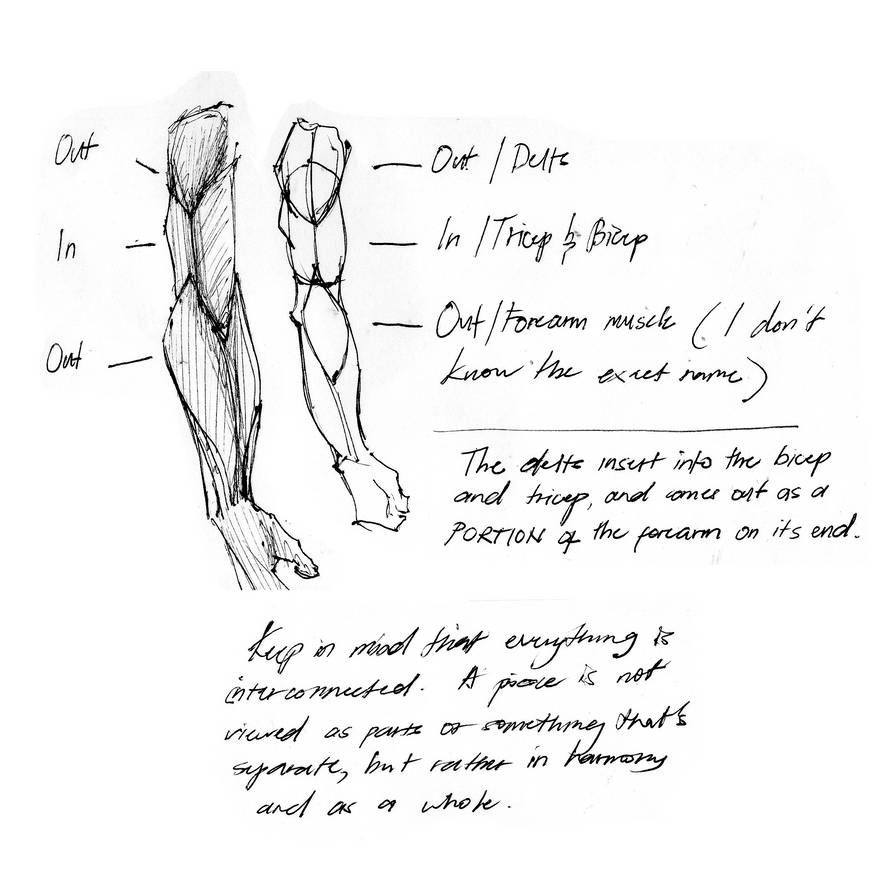 Arm studies by bluecaptain1225 on DeviantArt