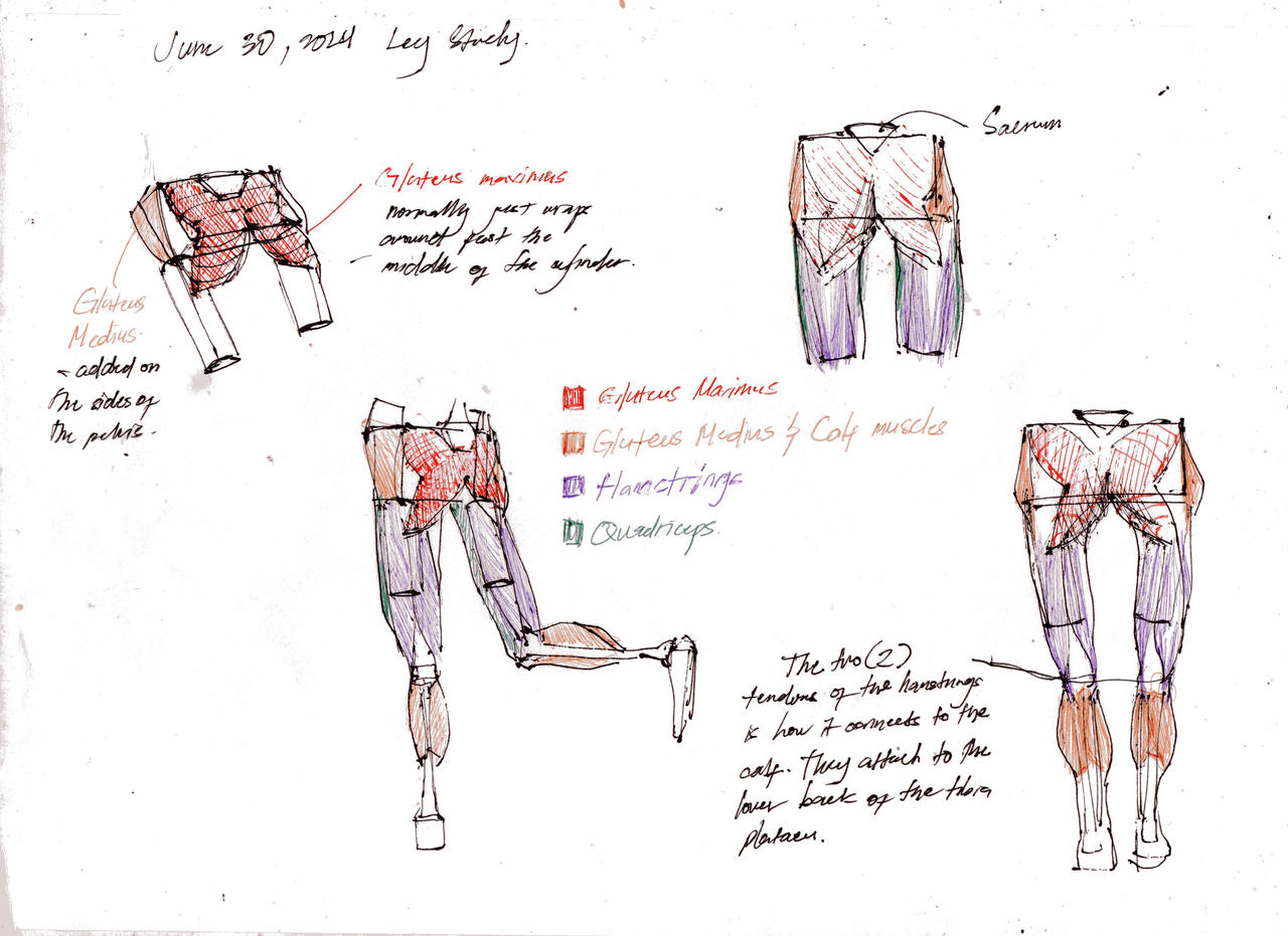 Leg Modification Deviantart Leg study by bluecaptain1225 on DeviantArt