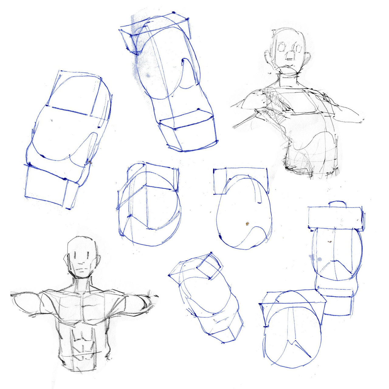 Deviantart Ribs Arched Rib cage by bluecaptain1225 on DeviantArt