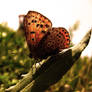 butterfly on the evening