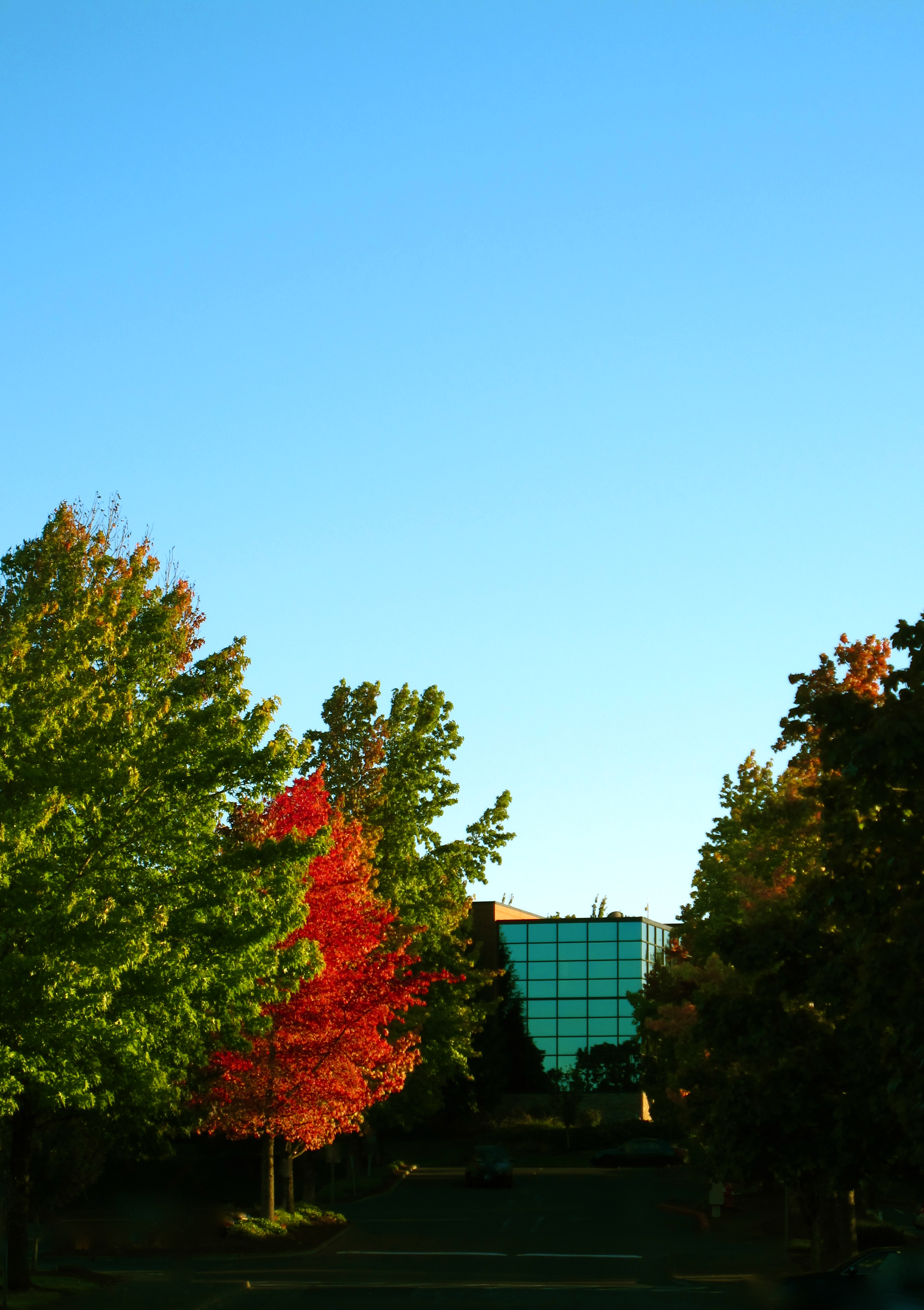 Green Glass and Fall Maple