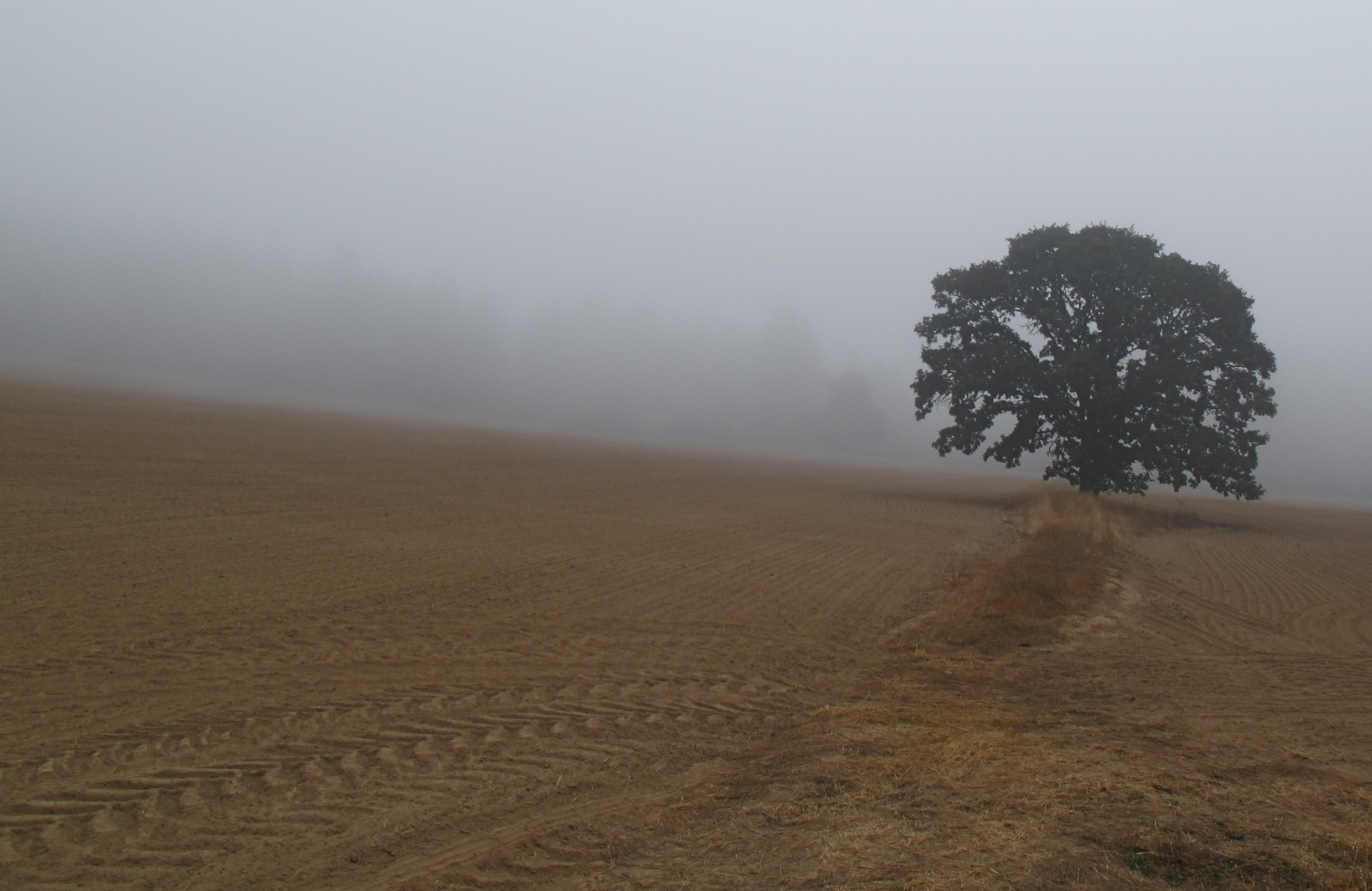 The Road to Lone Oak is Foggy.