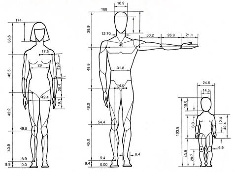 Human proportions