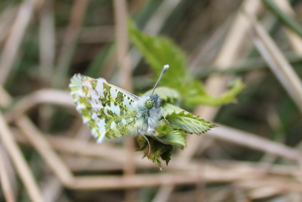 Orange tip