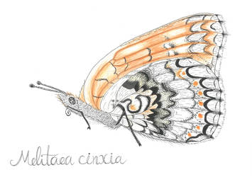 Melitaea cinxia