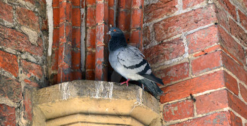 Pigeon