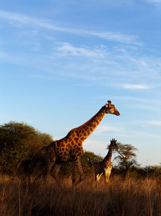 giraffe encounter - 1