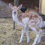 baby Deer
