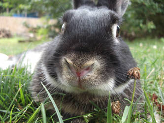My rabbit :3