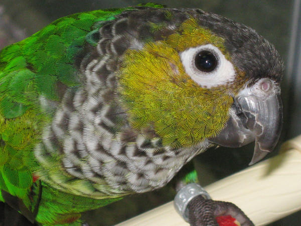 Black capped conure- portrait