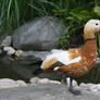 Duck in Pond