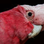 Pink cockatoo