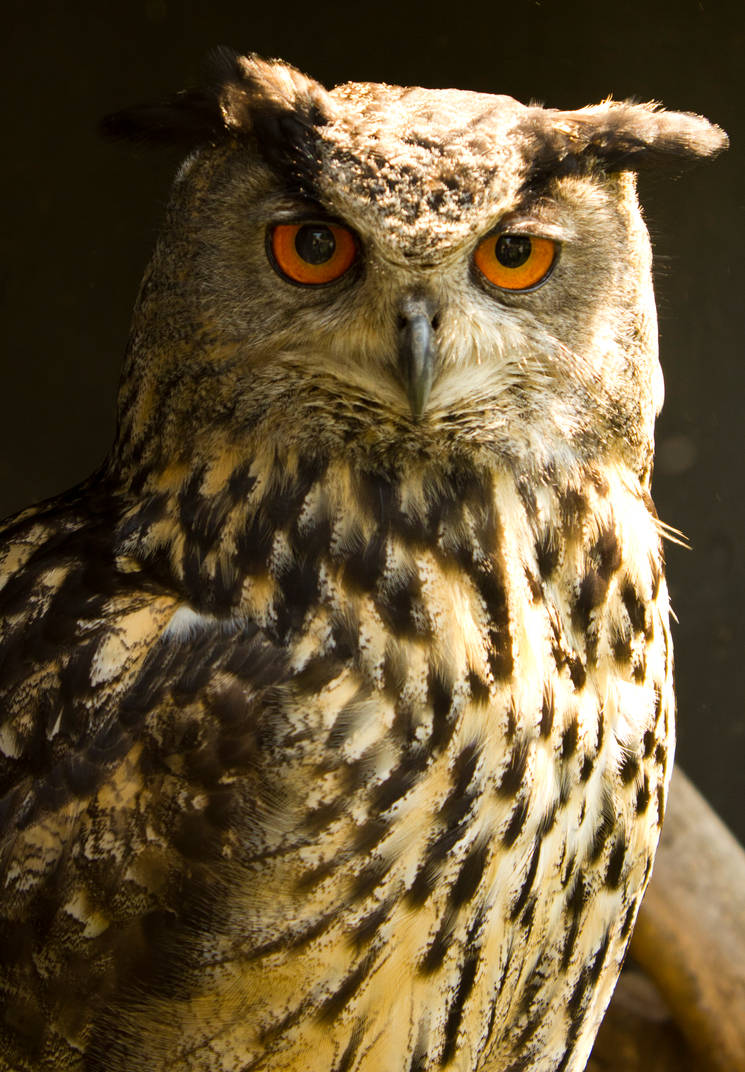 Eurasian Eagle-owl