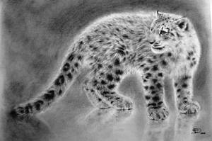 Snow Leopard on Thin Ice