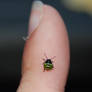 The green beatle